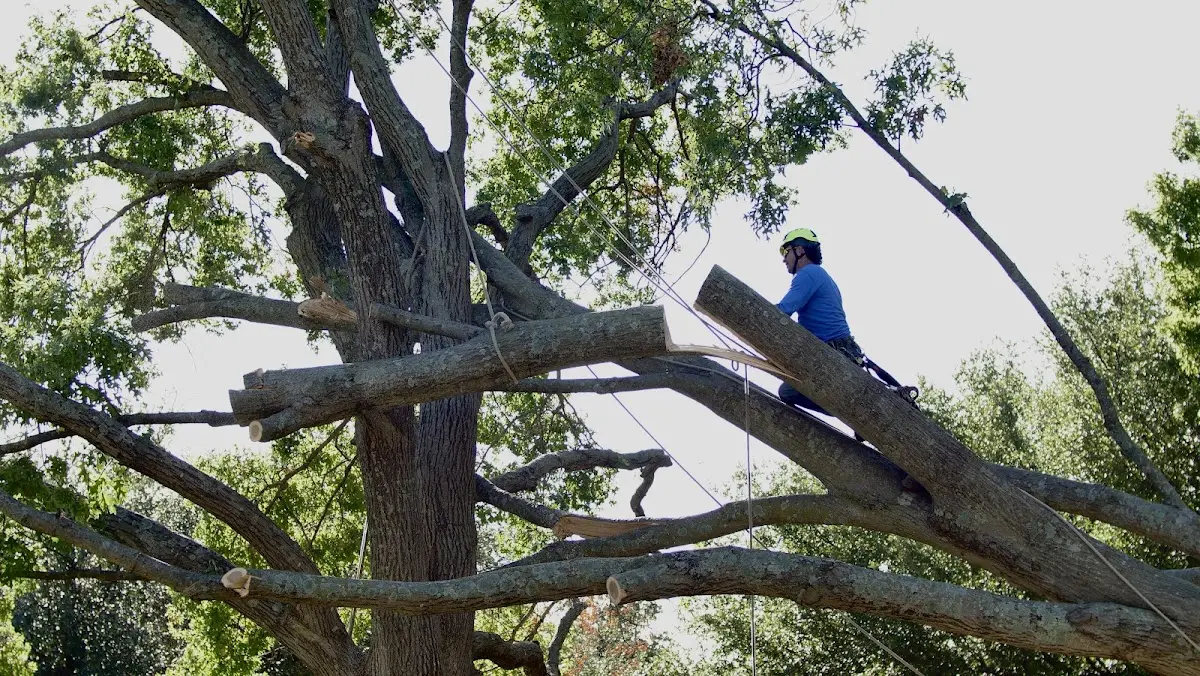 Professional Crown Thinning performed by certified arborists in Windsor Heights